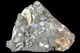 Hoploscaphites Ammonite & Clam Cluster- South Dakota #73846-2